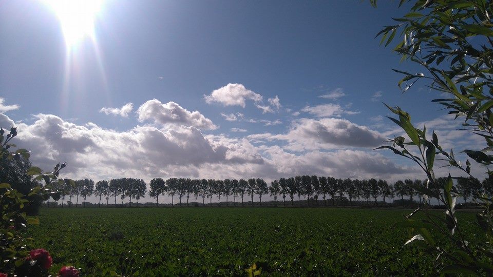 Zicht op bomen