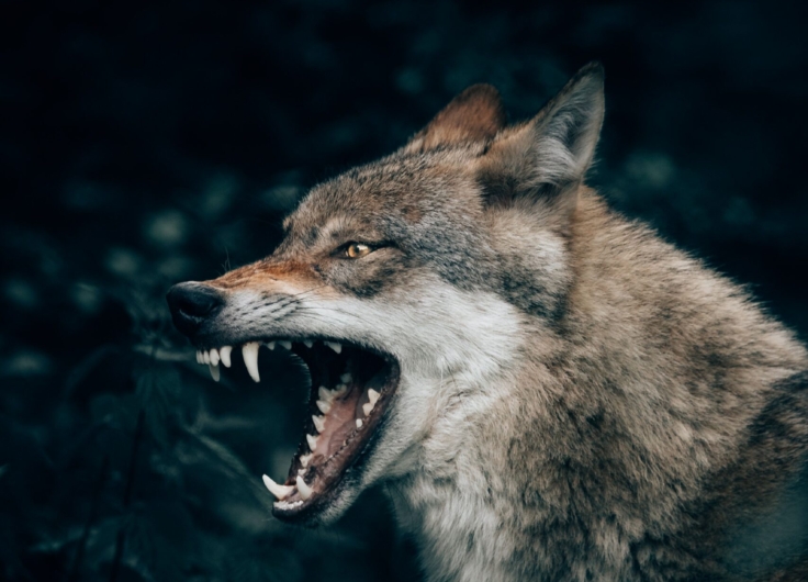 1 Wolf c Unsplash