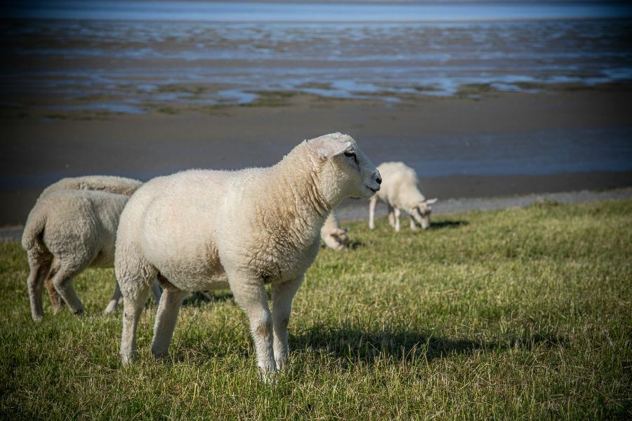 Schapen op Texel c Barbara De Vincent Pexels