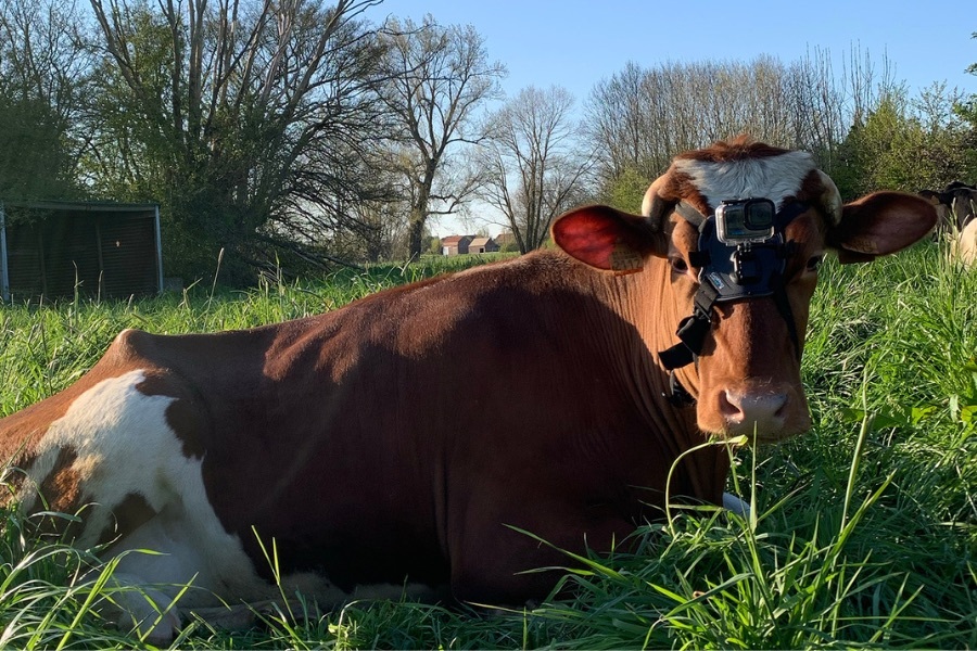 De koe en de geit c Griet Dobbels