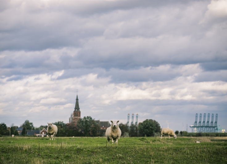 1 De Prosperpolder die deel uitmaakt van het Grenspark Groot Saeftinghe