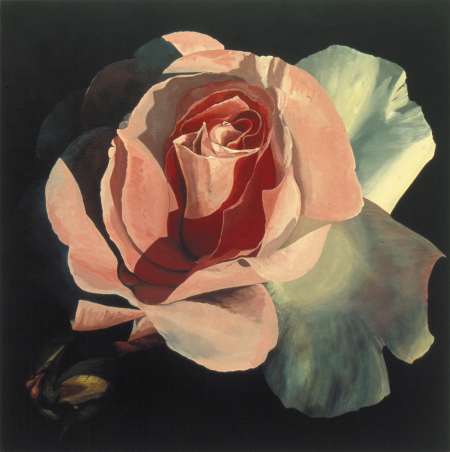 Marc Maet Roses serie copyright Karina Blanchar