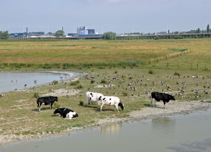 Natuurgebied in Vlaanderen met industrie op de achtergrond verkleind