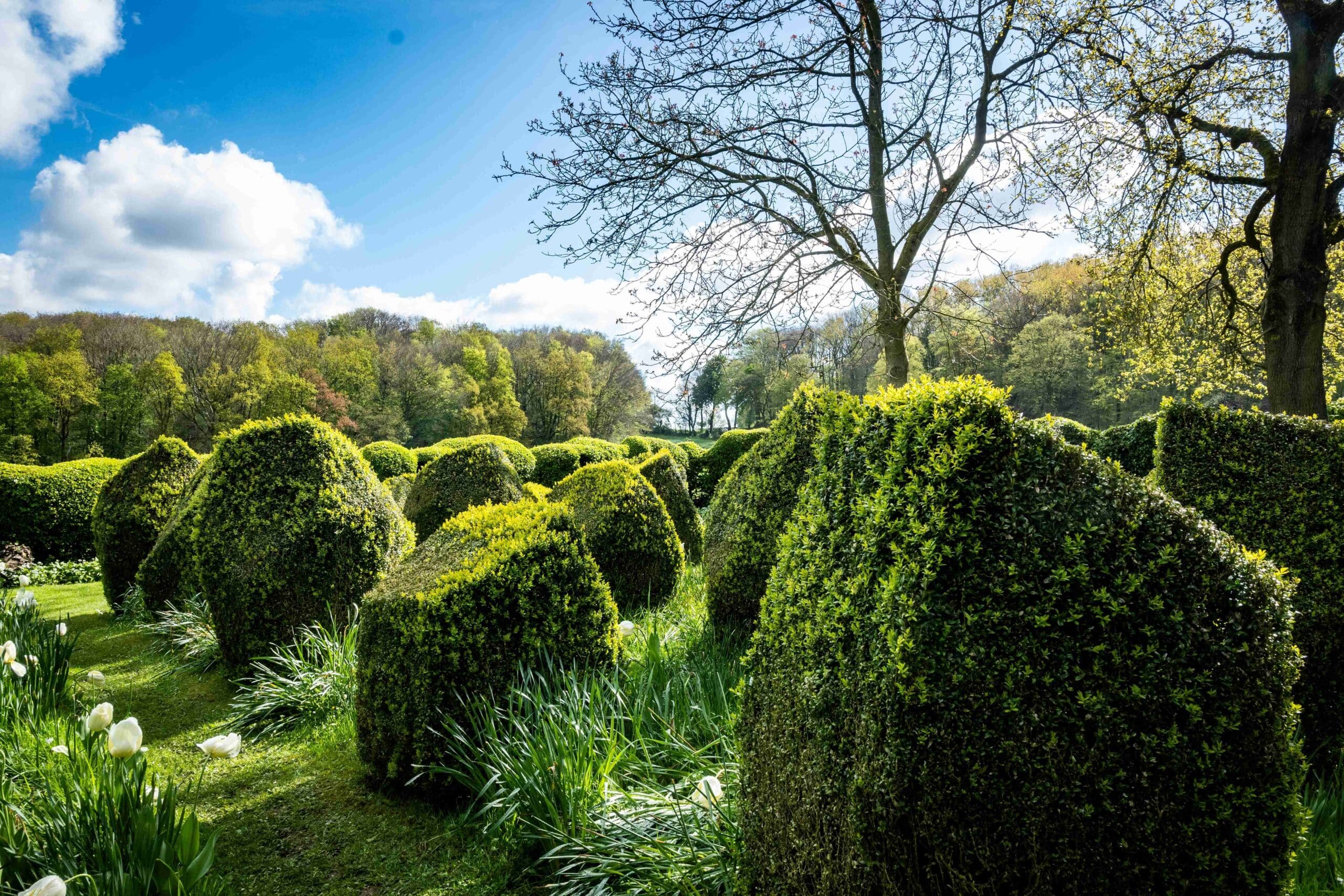 Schots en scheve taxus en buxus jardin recollets 48